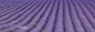 Preview: Küchenrückwand Folie Lavendelfeld