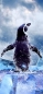 Preview: Türtapete Pinguin 95 x 210 cm