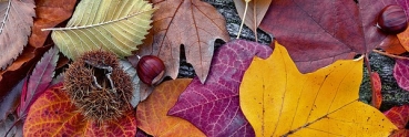 Küchenrückwand Folie Herbstblätter