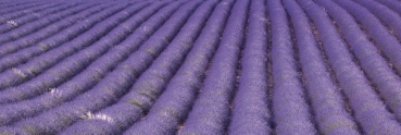 Küchenrückwand Folie Lavendelfeld