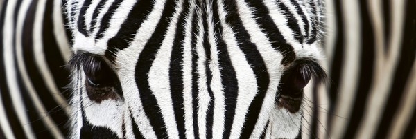 Küchenrückwand Folie Zebra