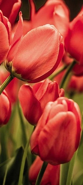 Türtapete Tulpen rot 95 x 210 cm